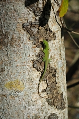 Anolis porcatus