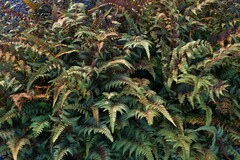 Anisocampium niponicum