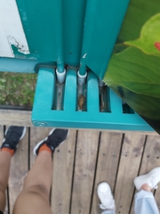 Megamareta pallidiola