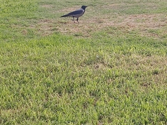 Corvus cornix