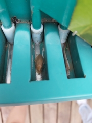 Megamareta pallidiola