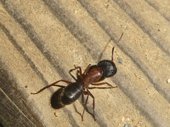 Camponotus dumetorum