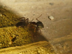 Camponotus dumetorum