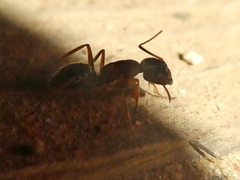Camponotus dumetorum