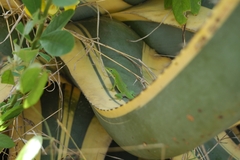 Anolis porcatus