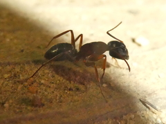 Camponotus dumetorum