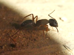 Camponotus dumetorum