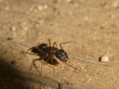 Camponotus dumetorum