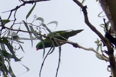 Trichoglossus chlorolepidotus