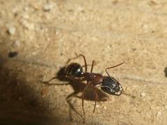 Camponotus dumetorum