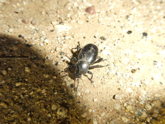 Coelocnemis