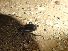 Coelocnemis