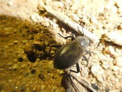 Coelocnemis