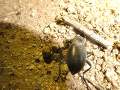 Coelocnemis