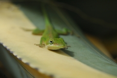 Anolis porcatus