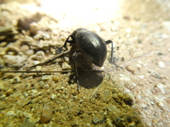 Coelocnemis