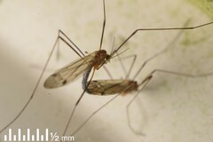 Dicranomyia