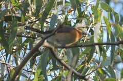 Symposiachrus trivirgatus