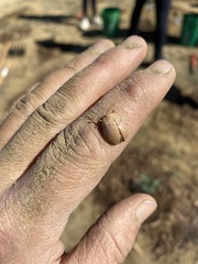 Paropsisterna m-fuscum