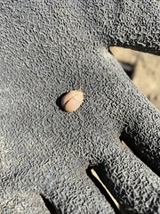 Paropsisterna m-fuscum