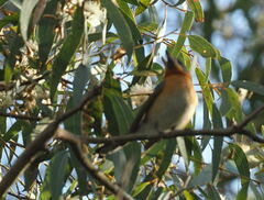 Symposiachrus trivirgatus