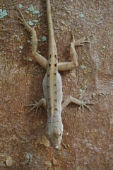 Anolis sagrei