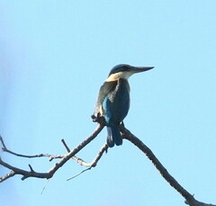 Todiramphus sordidus