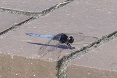 Crocothemis nigrifrons