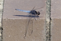 Crocothemis nigrifrons