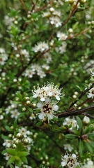 Kunzea robusta