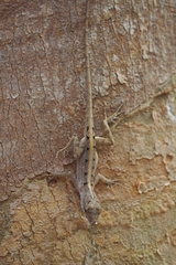 Anolis sagrei