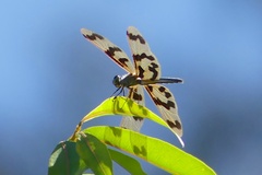 Rhyothemis graphiptera