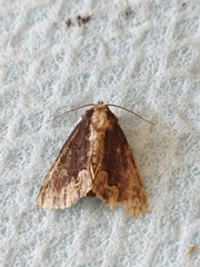 Dypterygia scabriuscula