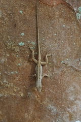 Anolis sagrei
