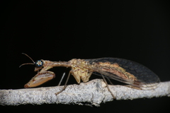 Mantispidae