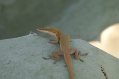 Anolis