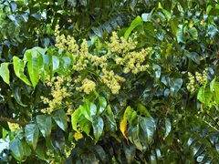 Ganophyllum falcatum