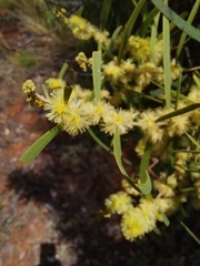 Acacia decora