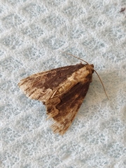 Dypterygia scabriuscula