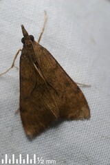 Uresiphita