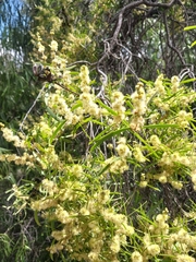 Acacia decora