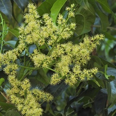 Ganophyllum falcatum