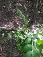 Himantoglossum caprinum