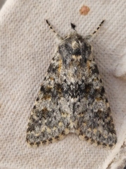 Polymixis rufocincta