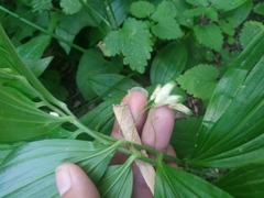 Polygonatum latifolium