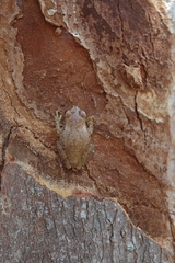 Hylidae