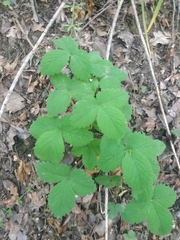 Potentilla micrantha