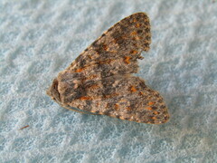 Polymixis rufocincta