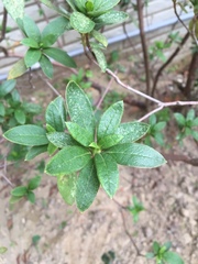 Rhododendron × pulchrum