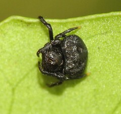 Arkys speechleyi
